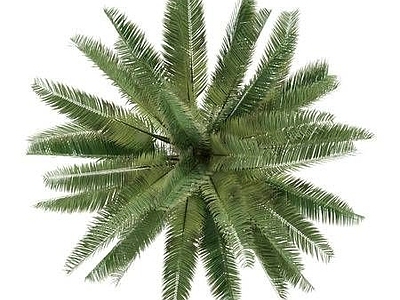 树 植物 花草 绿植 树木 树贴图  草 画 草皮 花卉 植物平面