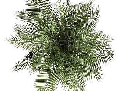 树 植物 花草 绿植 树木 树贴图  草 画 草皮 花卉 植物平面