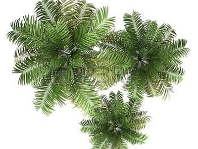 树 植物 花草 绿植 树木 树贴图  草 画 草皮 花卉 植物平面