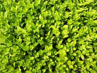 灌木贴图下载【id:73521959】