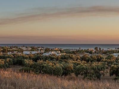 海滨夕阳外景图 海滩 海岸 森林