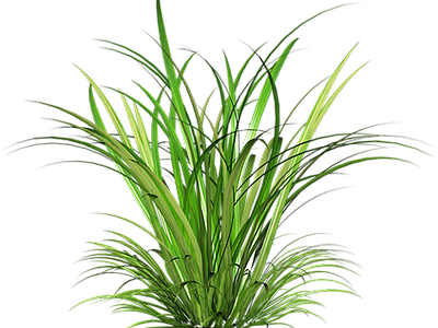 贴图库 psd素材 免抠植物vc゛ 作品: 5