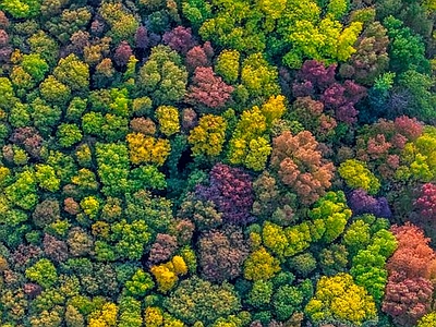 树林贴图下载【id:799590530】