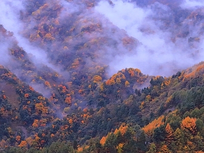 秋天 树叶 森林