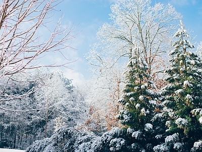 雪景天空树木 风景