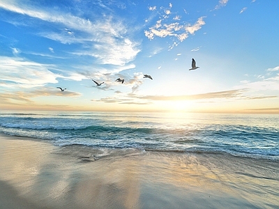 海鸥 天空 海洋 风景贴图