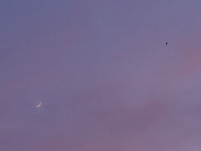 晚霞初月飞鸟 夜晚天空