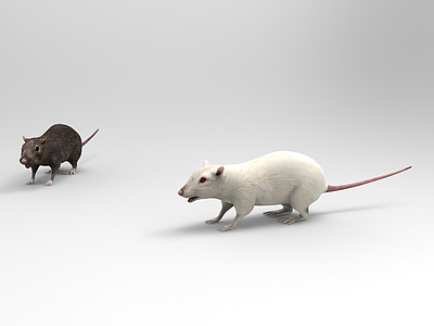 现代老鼠3d模型