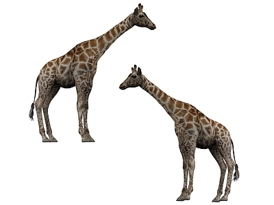 鹿3d模型vr鹤 仙鹤 鸟类 动物3d模型vr现代动物长颈鹿3d模型vr现代鹿