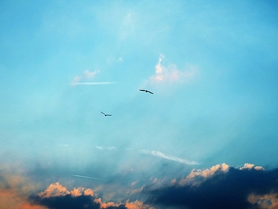 白天飞鸟天空 天空