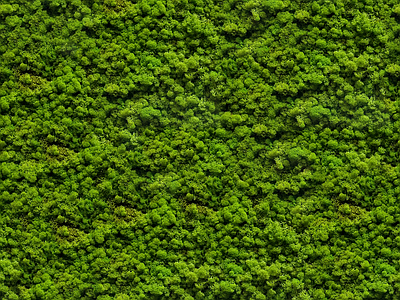 高清绿植球 永生 绿植墙 植物墙 灌木绿化 草地草皮 自然