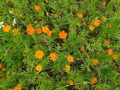 鲜花植物铺地绿植草地