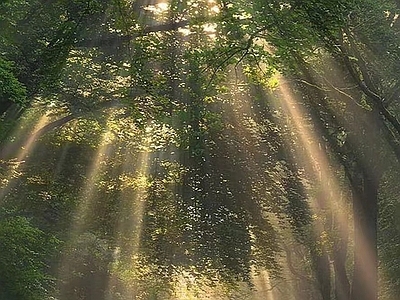 街道树林风景