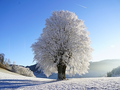 自然风景 | 雪景 | 天空 | 树