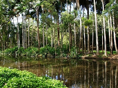 植物外景