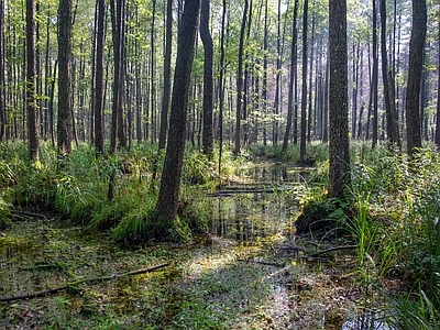 植物外景