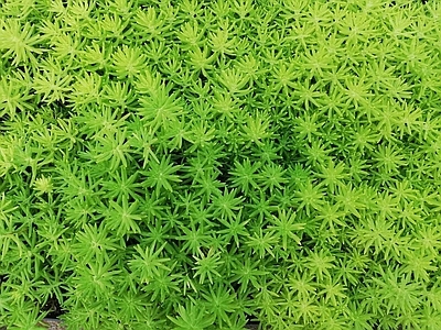 植物绿植平铺 草皮草坪