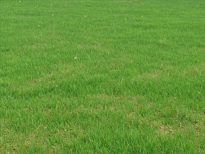 草坪 草皮 草地 绿地 绿化 绿植草 环保草皮 草地素材