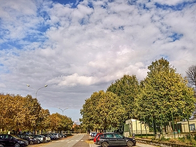 秋天的树木街道路面风景