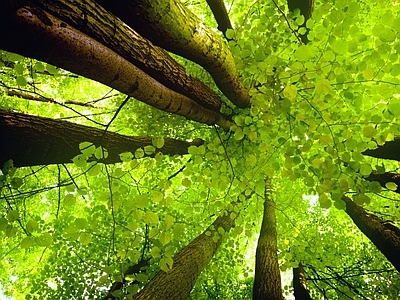 自然森林风景壁纸