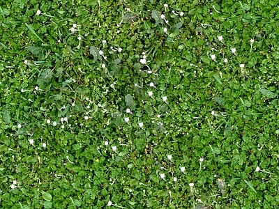 无缝园林庭院景观花园田野花卉鲜花绿植草坪草地草皮地面