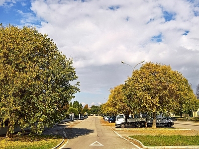 秋天的树木街道路面风景