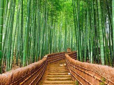 现代风景 绿色竹林风景