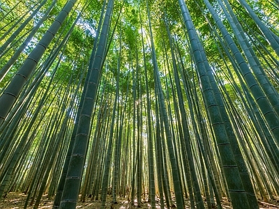 现代风景 绿色竹林风景