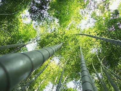 现代风景 绿色竹林风景