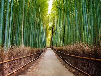 现代风景 绿色竹林风景