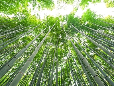 现代风景 绿色竹林风景