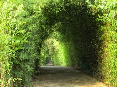 现代风景 绿色竹林风景