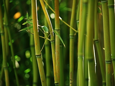 现代风景 绿色竹林风景