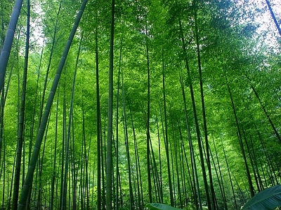 现代风景 绿色竹林风景