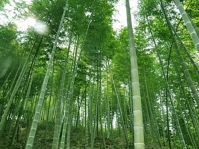 现代风景 绿色竹林风景