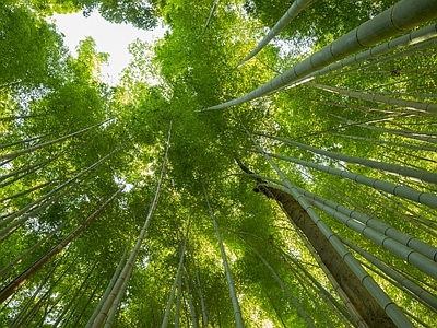 现代风景 绿色竹林风景