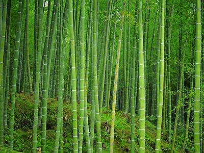 现代风景 绿色竹林风景