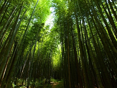 现代风景 绿色竹林风景