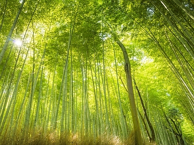 现代风景 绿色竹林风景