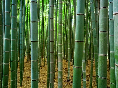 现代风景 绿色竹林风景