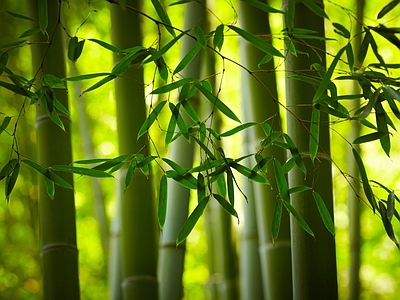 现代风景 绿色竹林风景