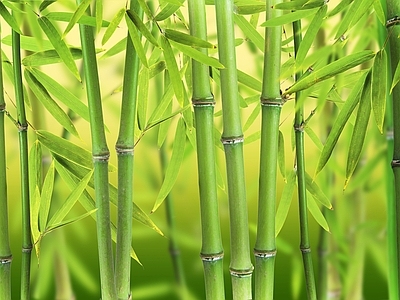 现代风景 绿色竹林风景