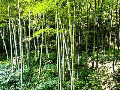 现代风景 绿色竹林风景