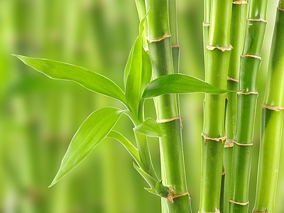 现代风景 绿色竹林风景