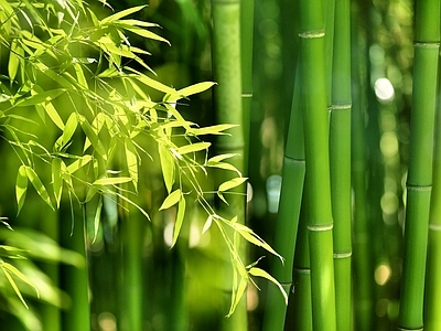 现代风景 绿色竹林风景