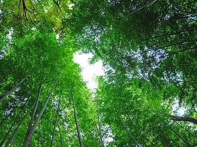 现代风景 绿色竹林风景