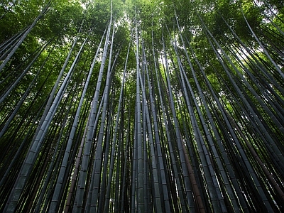 现代风景 绿色竹林风景