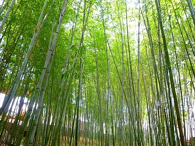 现代风景 绿色竹林风景