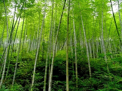 现代风景 绿色竹林风景