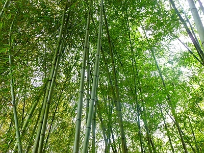 现代风景 绿色竹林风景